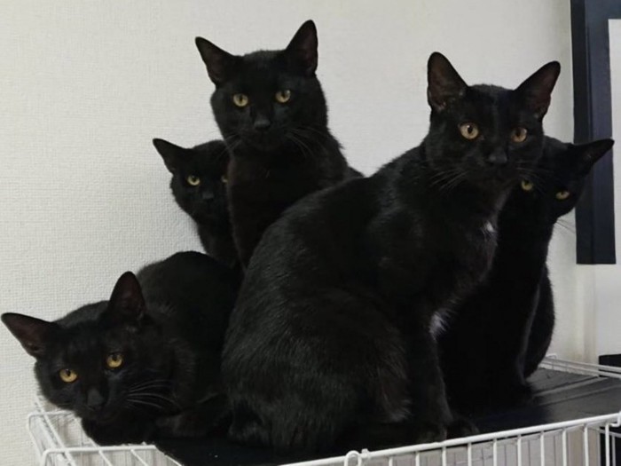 ケージの上でカメラ目線な黒猫たち