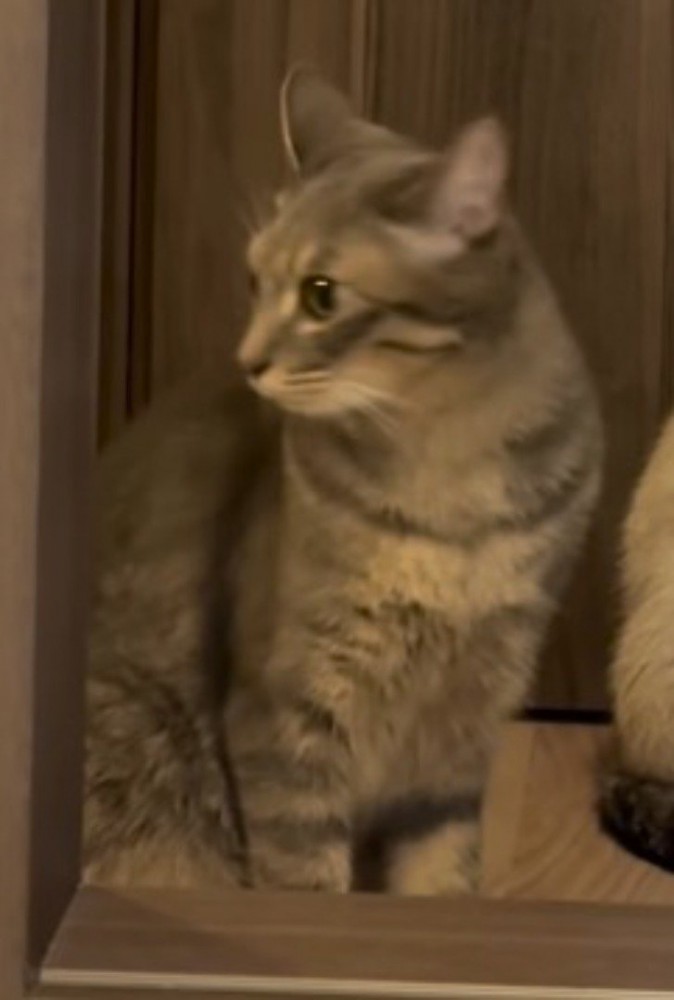 トラ模様の猫の隣に座るキジトラ猫