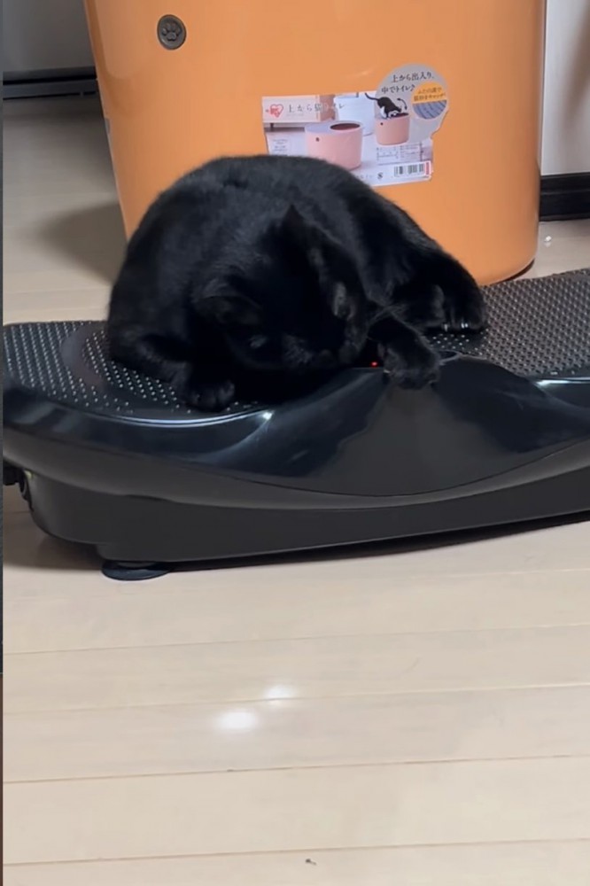 ブルブルマシンに乗る黒猫10