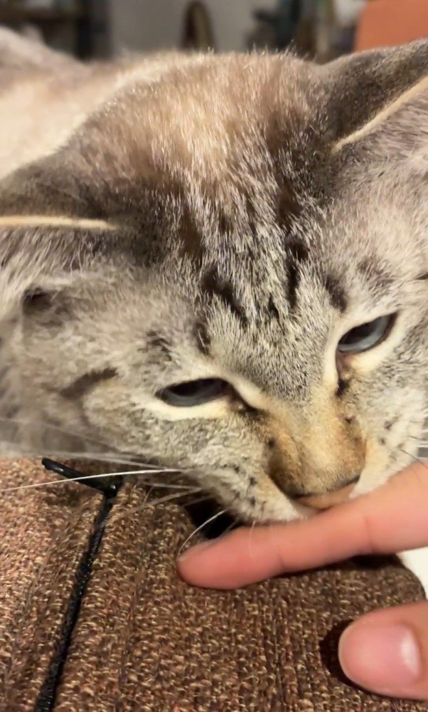 指を噛む猫