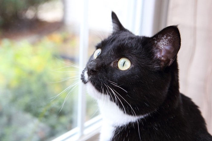 窓の外を見ている猫