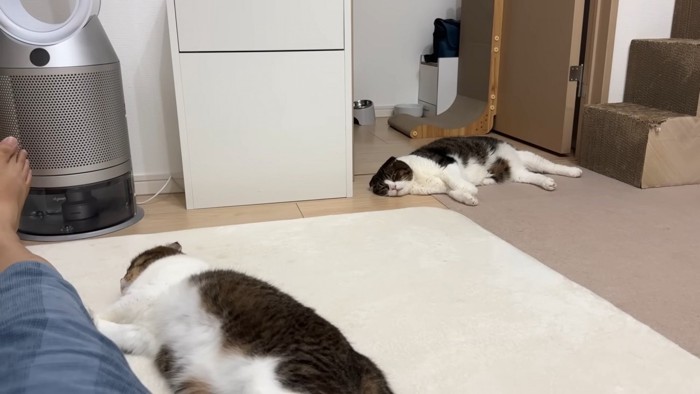 見つめるぽこJくん