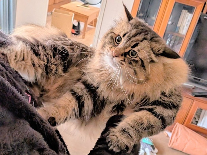 抱っこされているサイベリアン