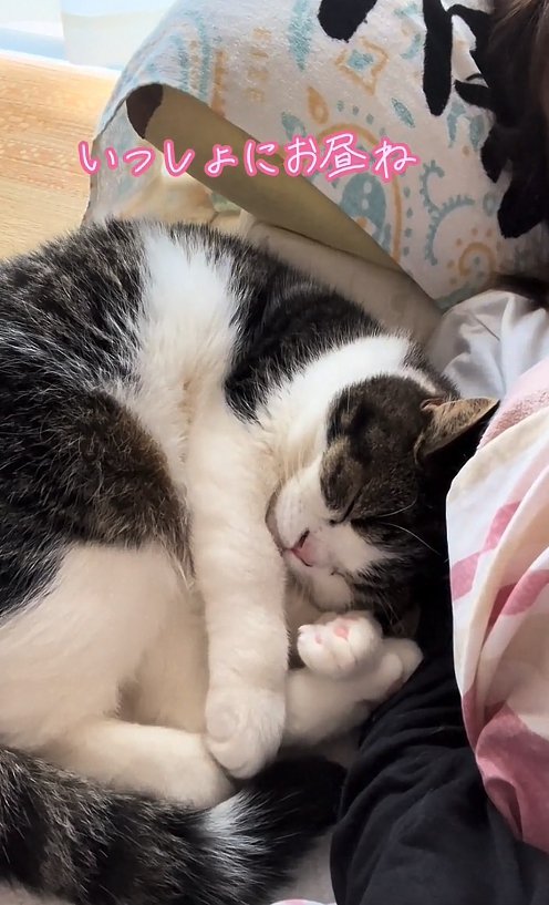 まるくなって寝ている猫