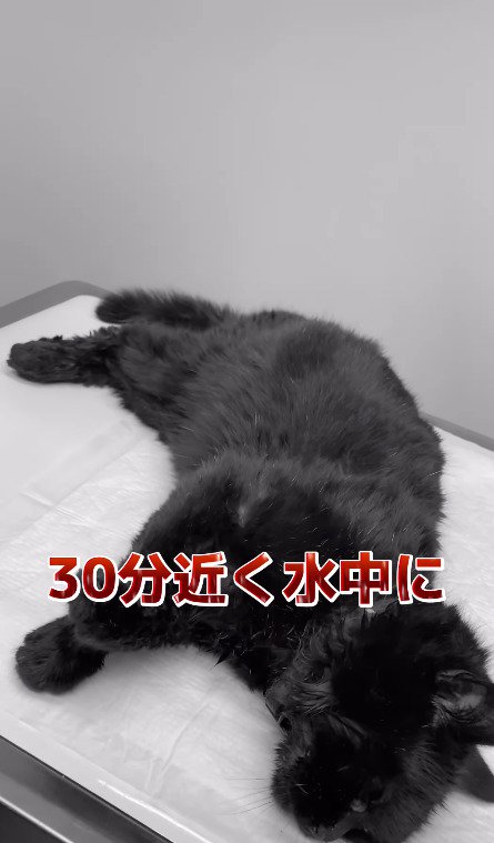 救出まで30分近くかかった猫