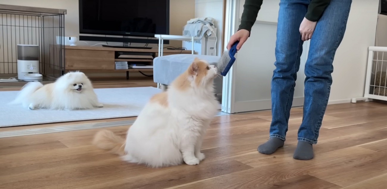 ブラシを嗅ぐ猫