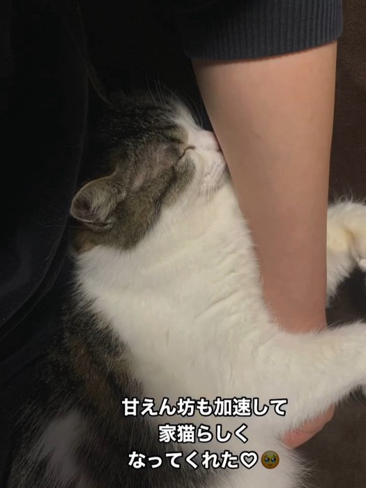 寝てる猫