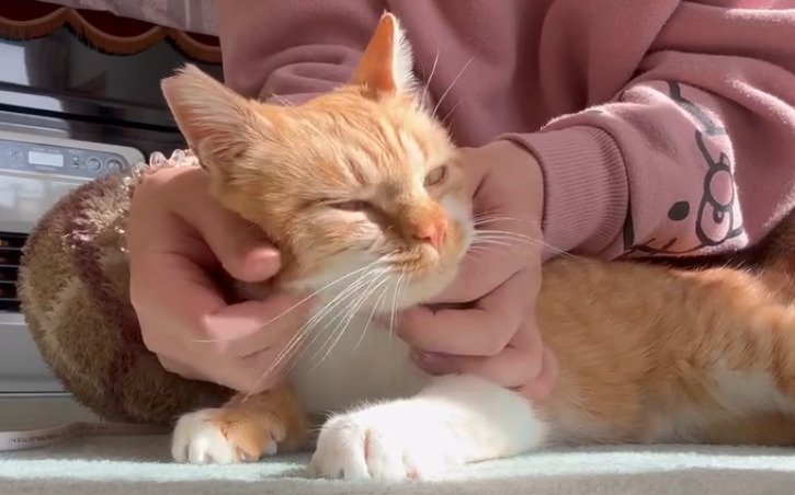 撫でられる子猫