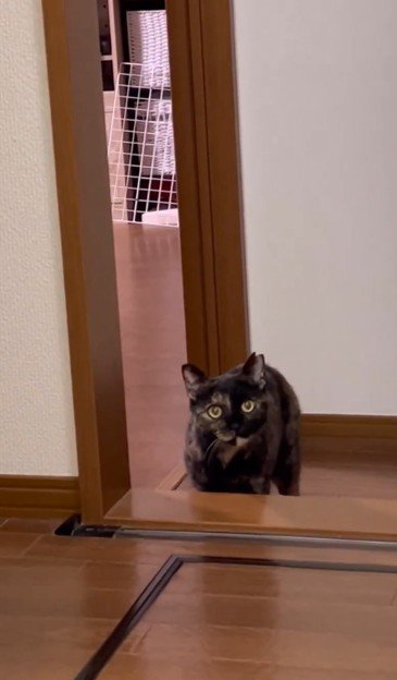 段差の奥に立ってこちらを見る猫