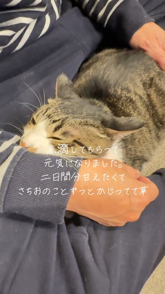 人のひざの上に乗る猫