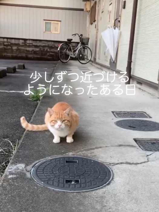 外で座ってカメラ目線の猫