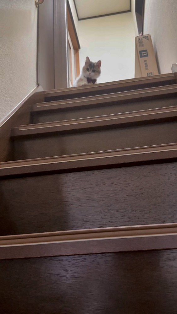階段と猫さん