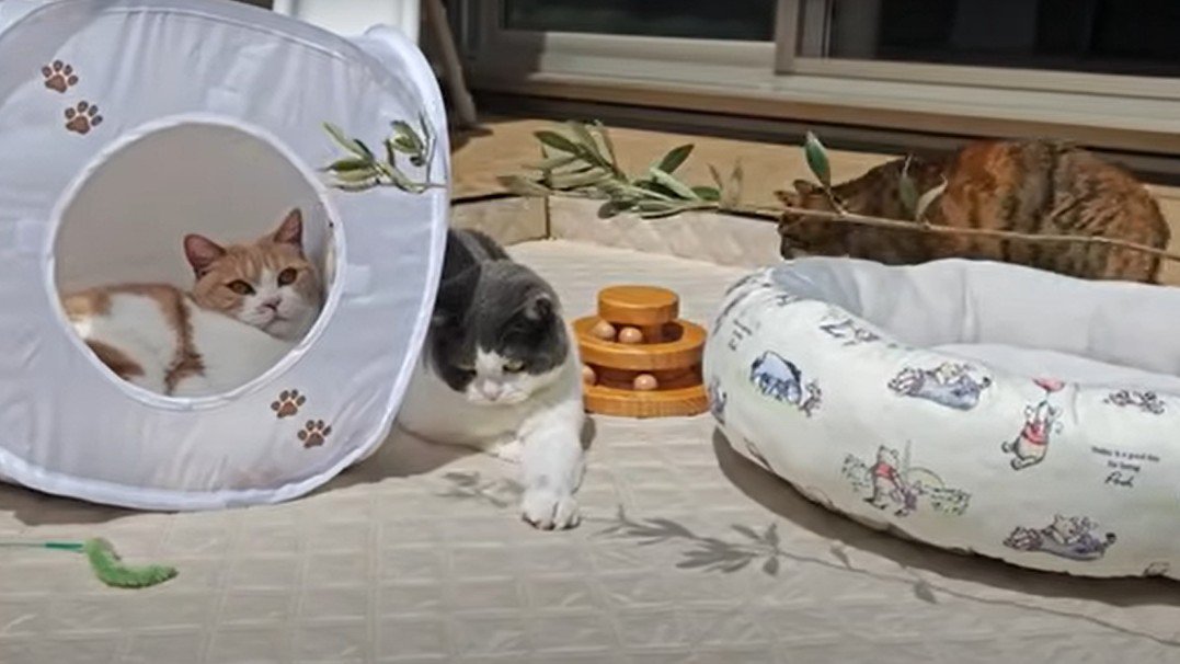 影遊びをする猫とくつろぐ猫