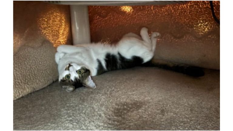 コタツにいる猫