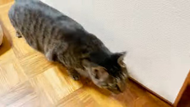 壁際を走る猫