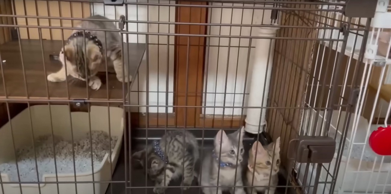 ケージの中にいる4匹の猫