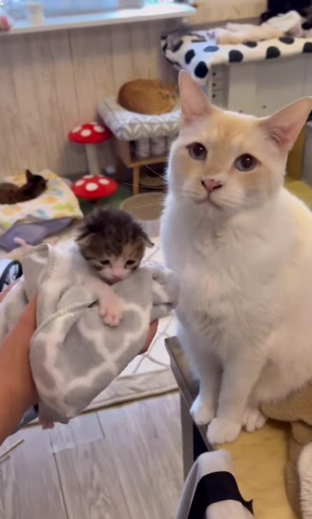 モナカちゃんとソルくん