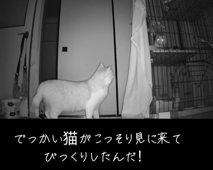 ケージを見る猫