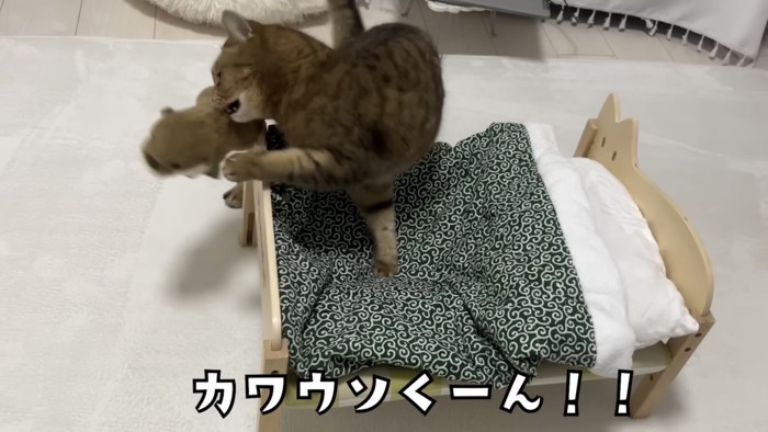 「カワウソくーん」!!」のテロップ写真