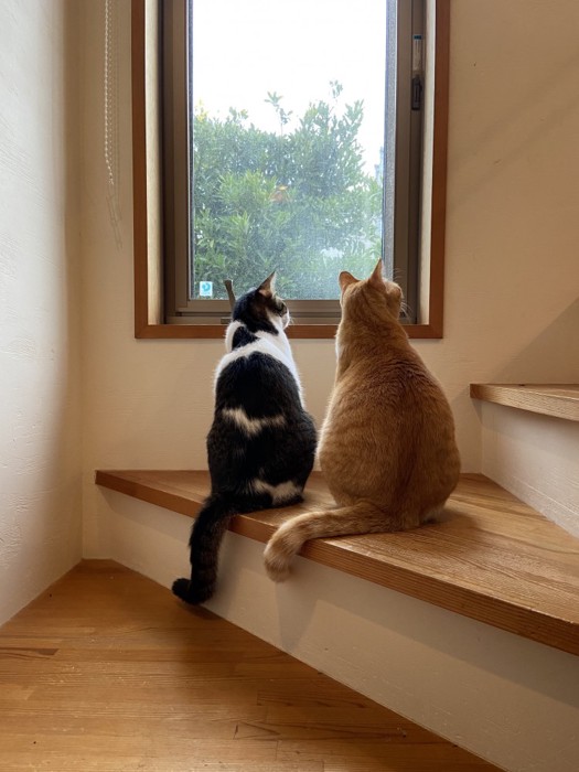 外を見る2匹の猫