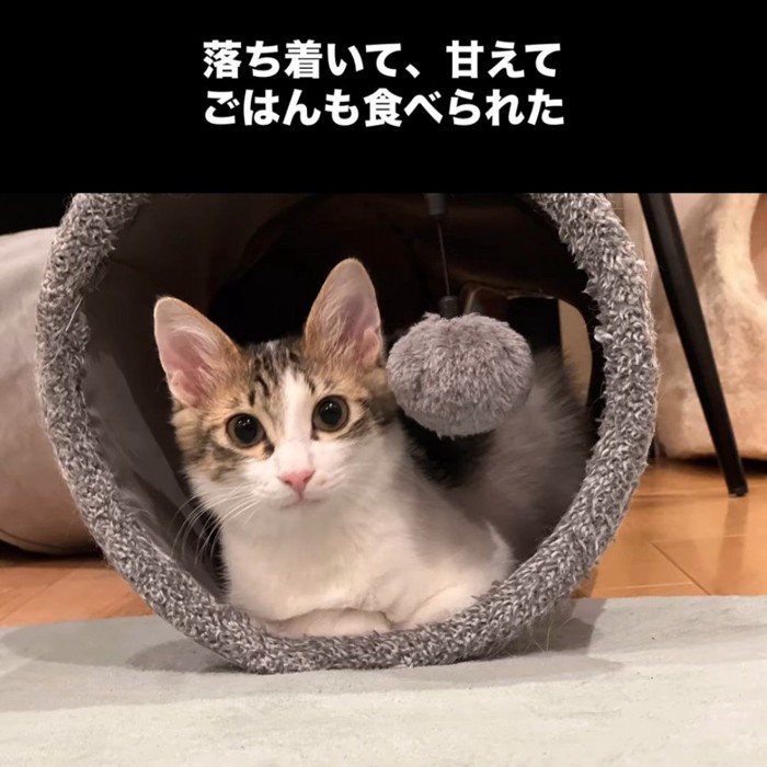 トンネルのおもちゃの中にいる子猫
