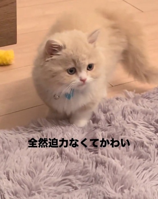 キュルキュルな目のもなかくん