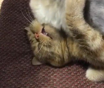 口を開けて脱力する茶トラ猫