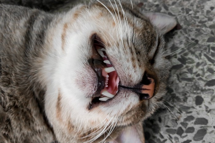 上を向いて寝ているサバトラ柄の猫の顔