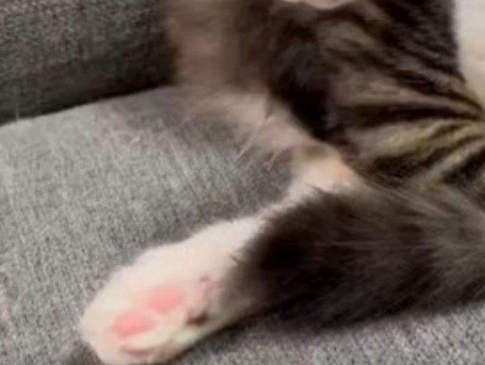 ソファでまどろむ子猫の足元