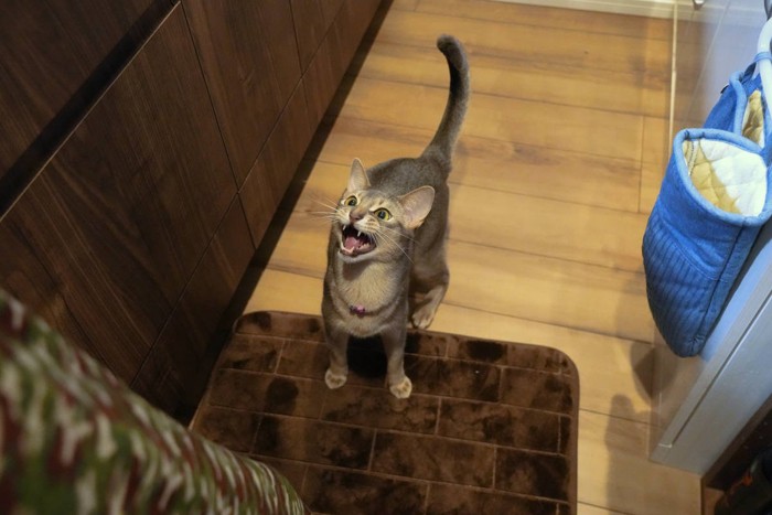 はやくごはんをちょうだいと言っている猫