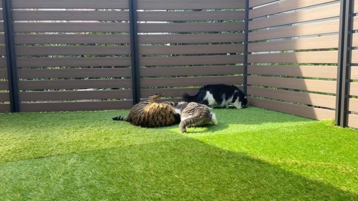 ニャンプロする父子