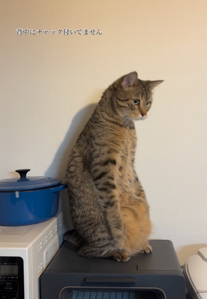 前傾姿勢になる猫