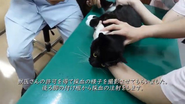 診察台の上の猫