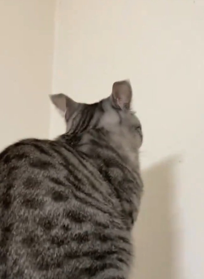 壁を凝視する猫