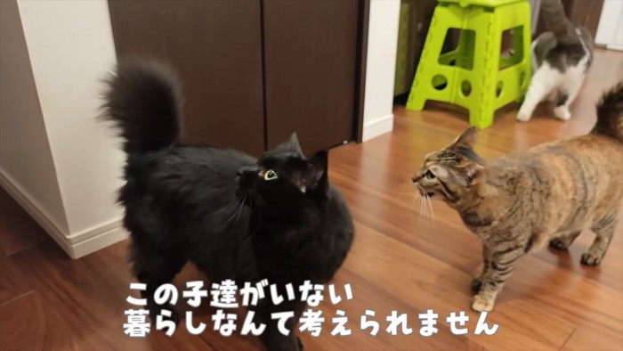 見上げる黒猫