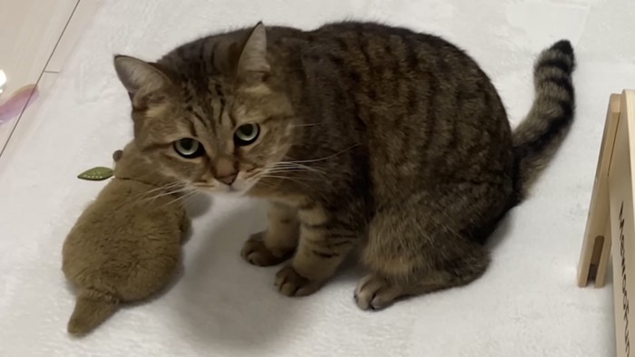 猫がこちらを見つめている写真