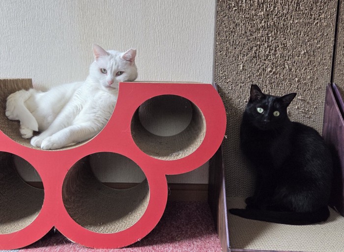 黒猫と白猫