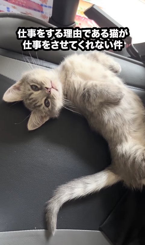 椅子の上でヘソ天している子猫