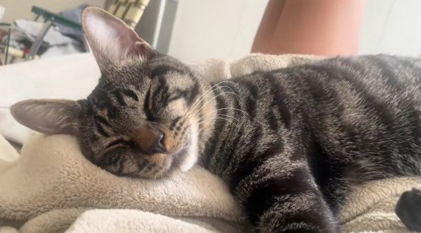 寝ている五右衛門くん