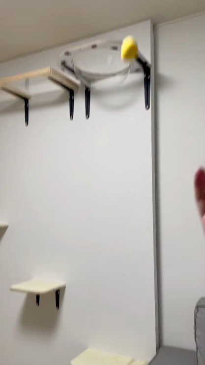 空中に投げられたボール