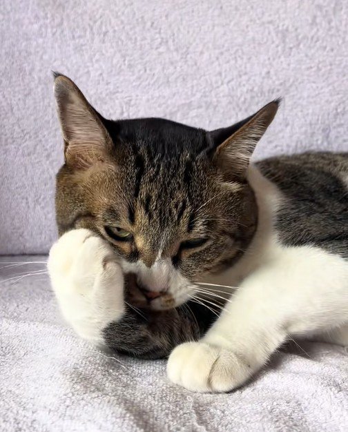 毛づくろいをする猫