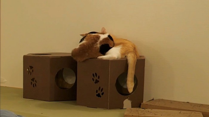 箱の上で丸まって寝る2匹