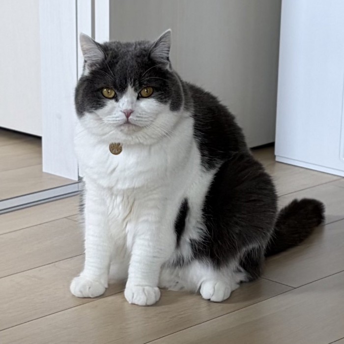 見つめる猫