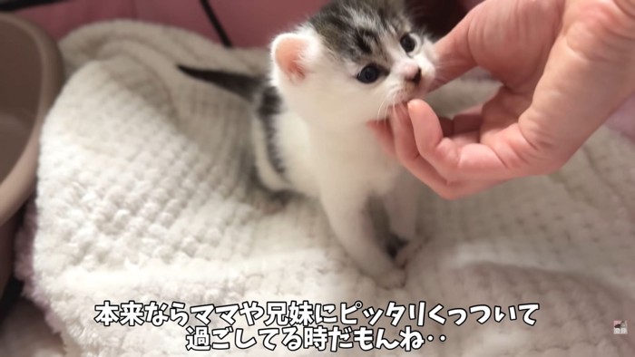 テロップ「本来なら～」