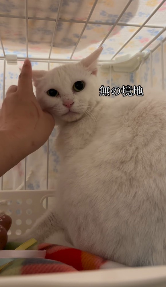 猫の頬を撫でる人の手