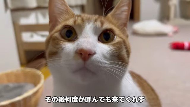 猫の顔のアップ