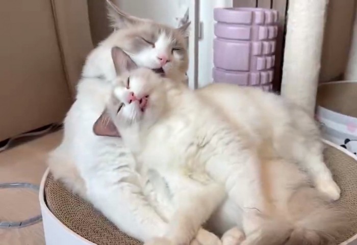 ルルちゃんをもう一度なめるシェリーちゃん