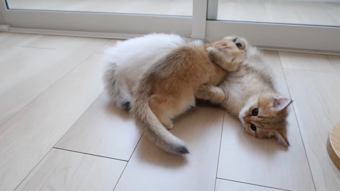 毛繕いされる子猫