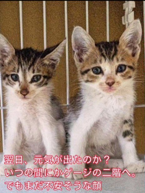 並んで座る子猫たち