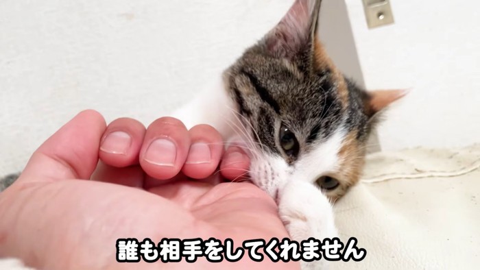 テロップ「誰も相手をしてくれません」